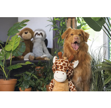 Chien avec peluche girafe, peluches singe et paresseux en arrière-plan, entouré de plantes d'intérieur