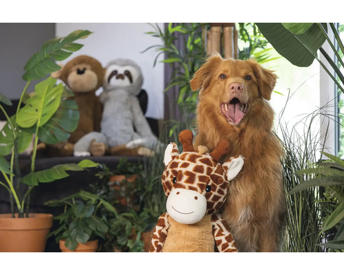 Chien avec peluche girafe, peluches singe et paresseux en arrière-plan, entouré de plantes d'intérieur