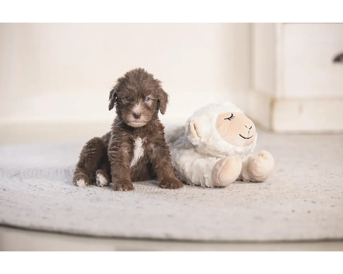 Brauner Welpe sitzt neben einem Plüschschaf auf einem Teppich.