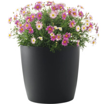 Buisson de marguerites en pot