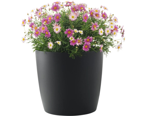 Buisson de marguerites en pot