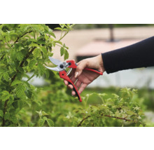 Gartenarbeit mit einer Gartenschere an einem Strauch