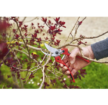 Eine Hand schneidet mit einer Gartenschere einen Ast eines blühenden Baumes.