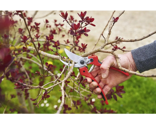 Eine Hand schneidet mit einer Gartenschere einen Ast eines blühenden Baumes.
