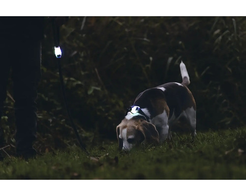 Hund mit Leuchthalsband und Person mit Leine im Dunkeln