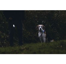 Hund mit LED Halsband und Hundeleine im Dunkeln