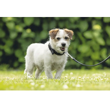 Jack Russell Terrier mit Halsband und Leine im Garten