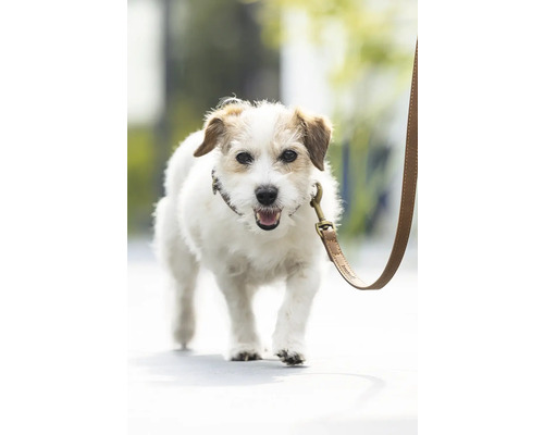 Jack Russell Terrier an der Leine