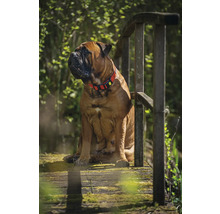 Ein Bullmastiff mit Halsband sitzt auf einer Holzbrücke
