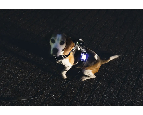 Chien avec gilet lumineux et laisse