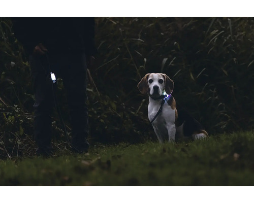 Ein Beagle trägt ein leuchtendes Halsband und wird an einer Leine geführt.