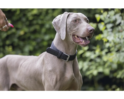 Weimaraner mit schwarzem Halsband