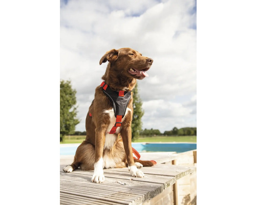 Chien marron avec harnais assis à l'extérieur