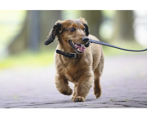 Hund mit Halsband und Leine läuft auf einem Weg.
