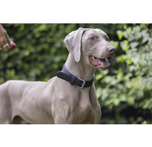 Weimaraner mit schwarzem Halsband