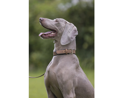 Weimaraner mit Halsband