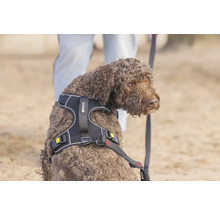 Chien marron portant un harnais pour chien