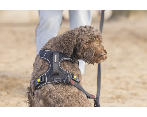 Chien marron portant un harnais pour chien