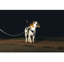 Chien avec harnais et laisse réfléchissants dans l'obscurité