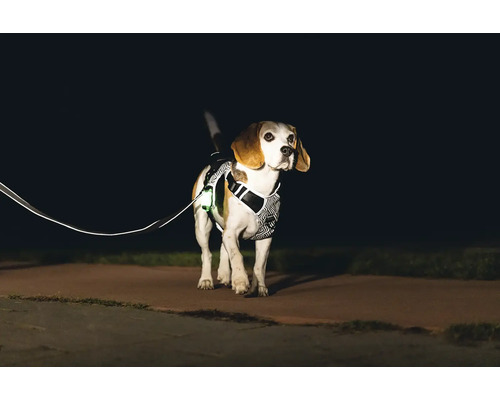 Chien avec harnais et laisse réfléchissants dans l'obscurité