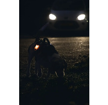 Chien avec lumière de sécurité et harnais pour chien dans un champ de nuit