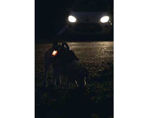 Chien avec lumière de sécurité et harnais pour chien dans un champ de nuit