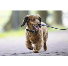 Hund an der Leine auf einem Spazierweg
