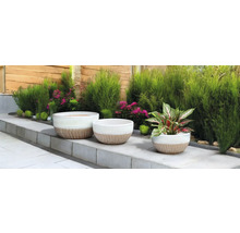 Scène avec trois pots de fleurs et des plantes dans le jardin