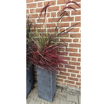 Ziergras im Pflanzgefäss vor einer Backsteinmauer