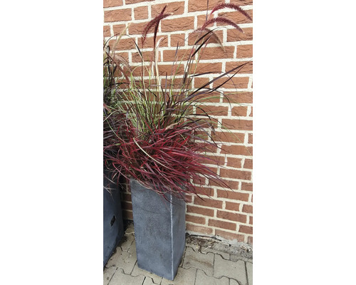 Ziergras im Pflanzgefäss vor einer Backsteinmauer