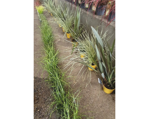 Verschiedene Ziergräser in Töpfen auf dem Boden.