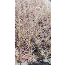 Ziergräser in Töpfen, bereit für die Gartengestaltung