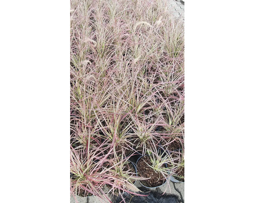 Ziergräser in Töpfen, bereit für die Gartengestaltung