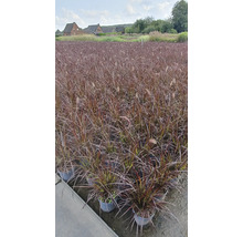 Feld mit Lampenputzergras in Töpfen