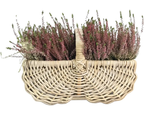 Besenheide in einem Weidenkorb
