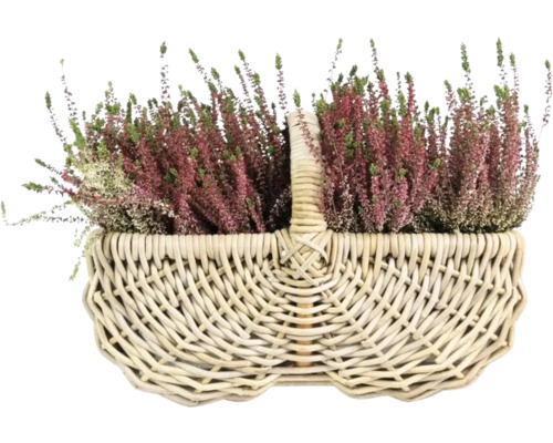 Bruyère dans un panier
