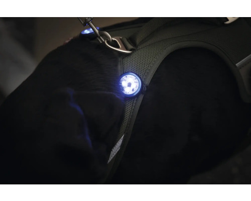 Hundegeschirr mit LED-Licht für bessere Sichtbarkeit