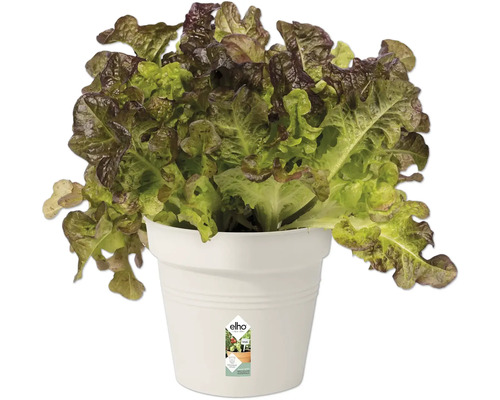 Kopfsalat in Pflanztopf