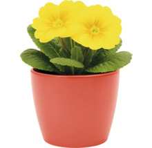 Gelbe Primel in einem Topf