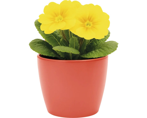 Gelbe Primel in einem Topf