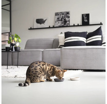 Un chat domestique mange dans une gamelle dans un salon avec un canapé