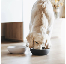 Un golden retriever mange dans une gamelle, à côté de laquelle se trouve une gamelle vide.