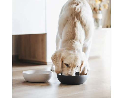 Un golden retriever mange dans une gamelle, à côté de laquelle se trouve une gamelle vide.