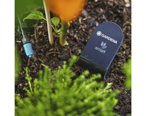 Capteur intelligent Gardena dans un parterre de jardin pour mesurer l'humidité du sol