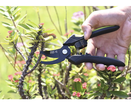 Eine Hand benutzt eine Gartenschere der Marke For Q zum Schneiden eines stacheligen Astes.
