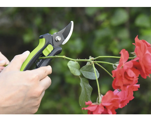 Gartenschere schneidet Rosenzweig