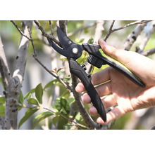 Sécateur coupant une branche