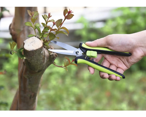 Jardinage avec un sécateur sur un arbre