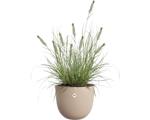 Herbe dans un pot de fleurs Elho