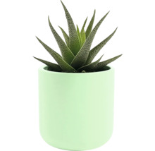 Haworthia zébré en pot